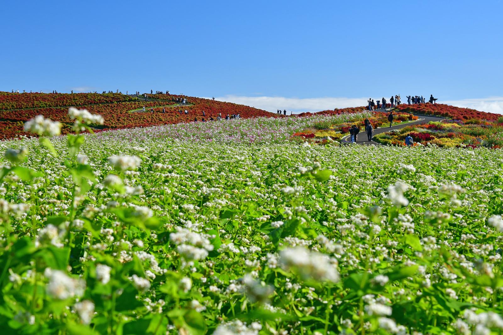 251017ソバ・コキア