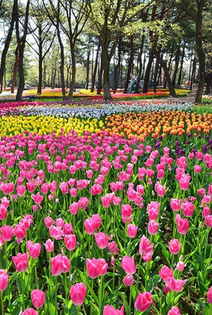 花：チューリップ