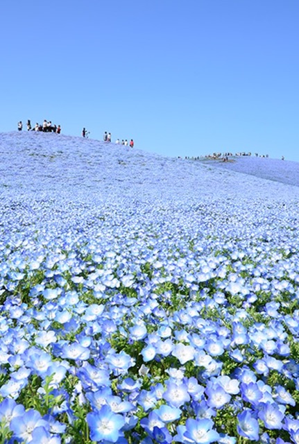 花：ネモフィラ