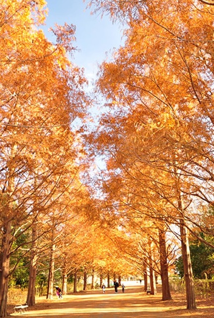 花：メタセコイア